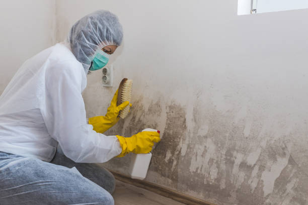 Best Mold Odor Removal Services  in Palo, IA