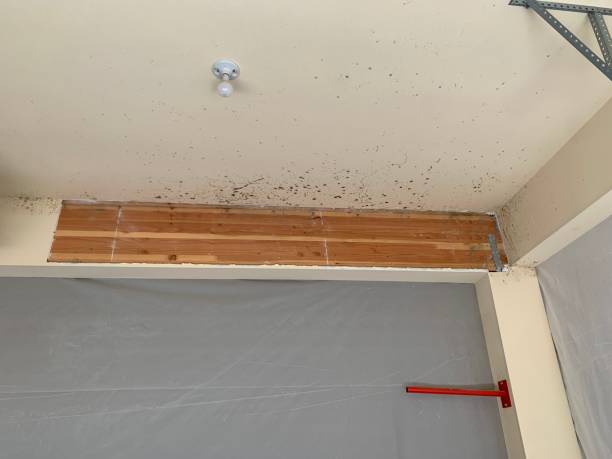 Asbestos and Lead Testing During Mold Inspection in Palo, IA