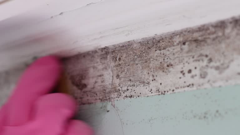 Best Mold Damage Restoration  in Palo, IA